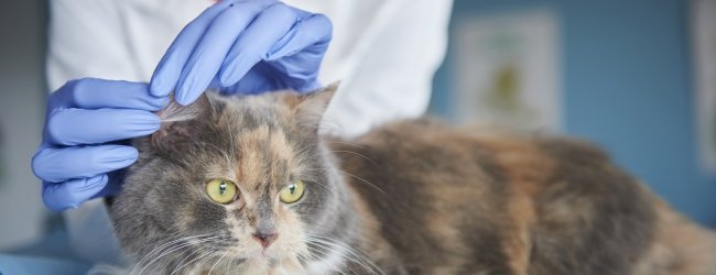 Ohr einer dreifarbigen Katze wird von Tierärztin untersucht