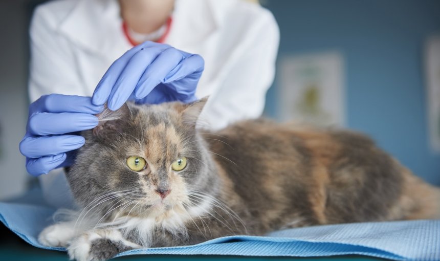 Ohr einer dreifarbigen Katze wird von Tierärztin untersucht