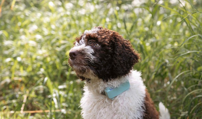 A dog wearing a Tractive DOG 6 tracker