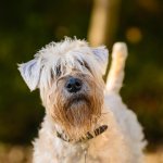 A white Welsh terrier wearing a collar