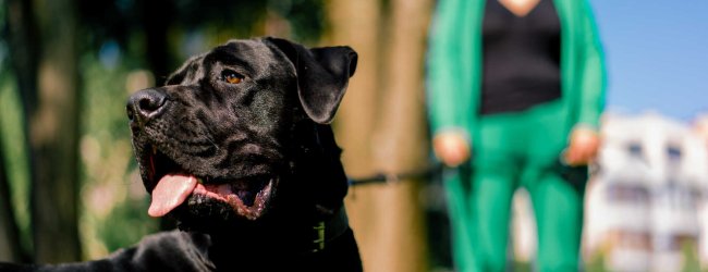 Tanker the Lab rescued from a steel beam thanks to his Tractive GPS