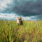 A dog running away from a storm