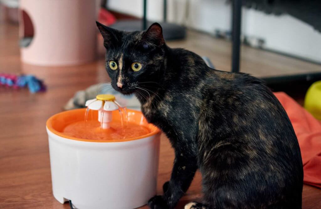 A cat drinking from a water fountain