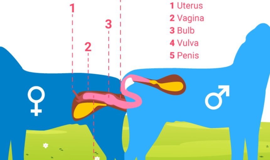 dog mating infographic