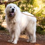 A Great Pyrenees dog on a walk in the woods