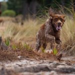 A hunting dog setting off after a bird in a field