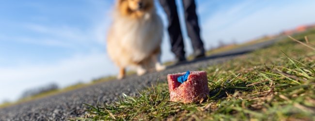 Mann geht mit Hund an einem Giftköder vorbei