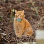 A cat wearing a Tractive GPS tracker