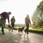 A couple walking their dogs at a park