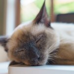 A cat sleeping on a table