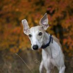 A Whippet in an autumn forest