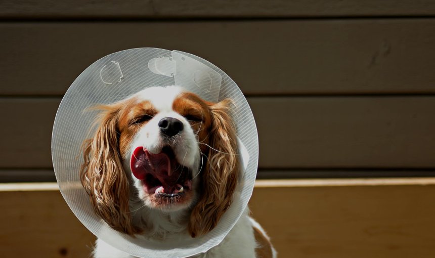 dog wearing an Elizabethan collar (E-collar or cone collar)