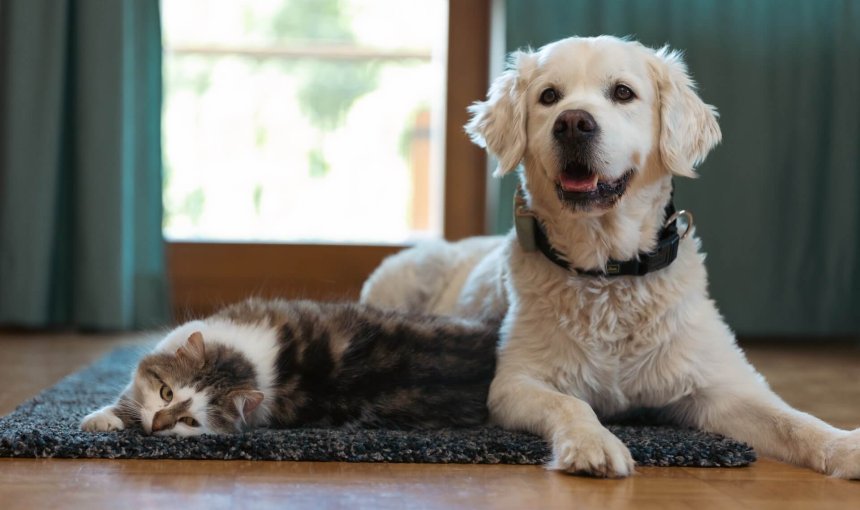 Hund trägt Tractive GPS Tracker und sitzt neben Katze am Boden