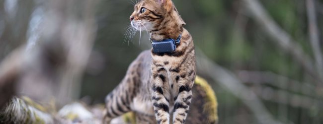 cat wearing a gps cat tracker outside