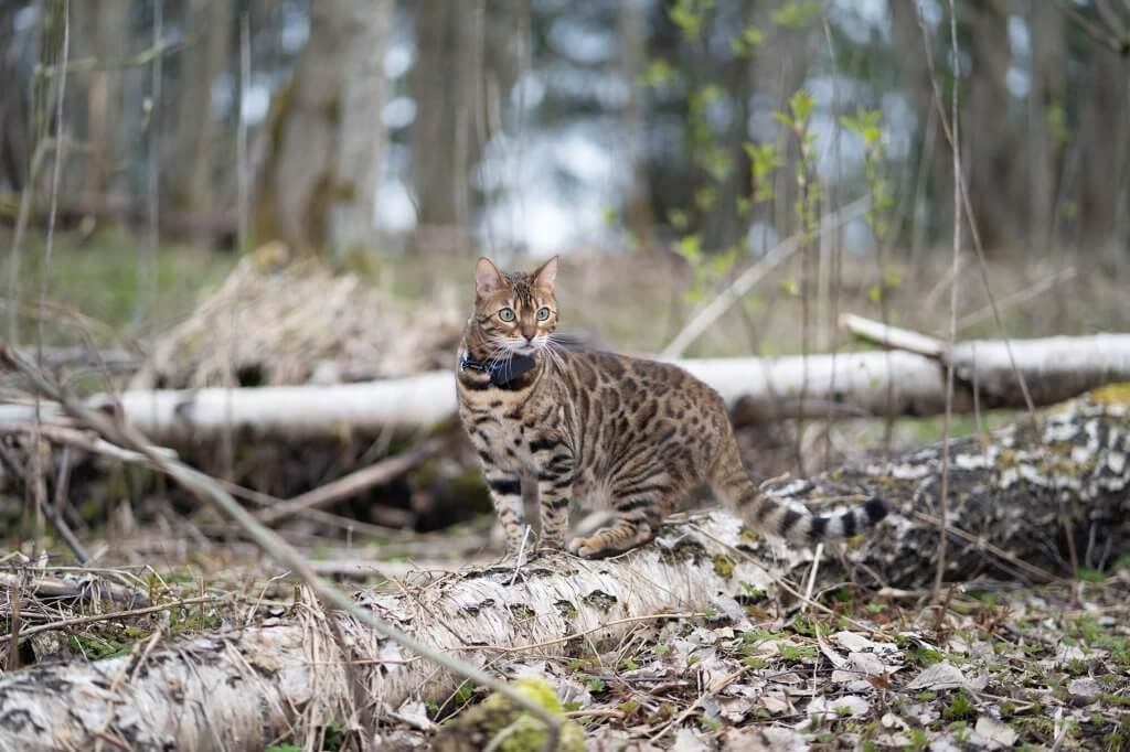 un chat équipé d'un traceur GPS pour chat dans la forêt