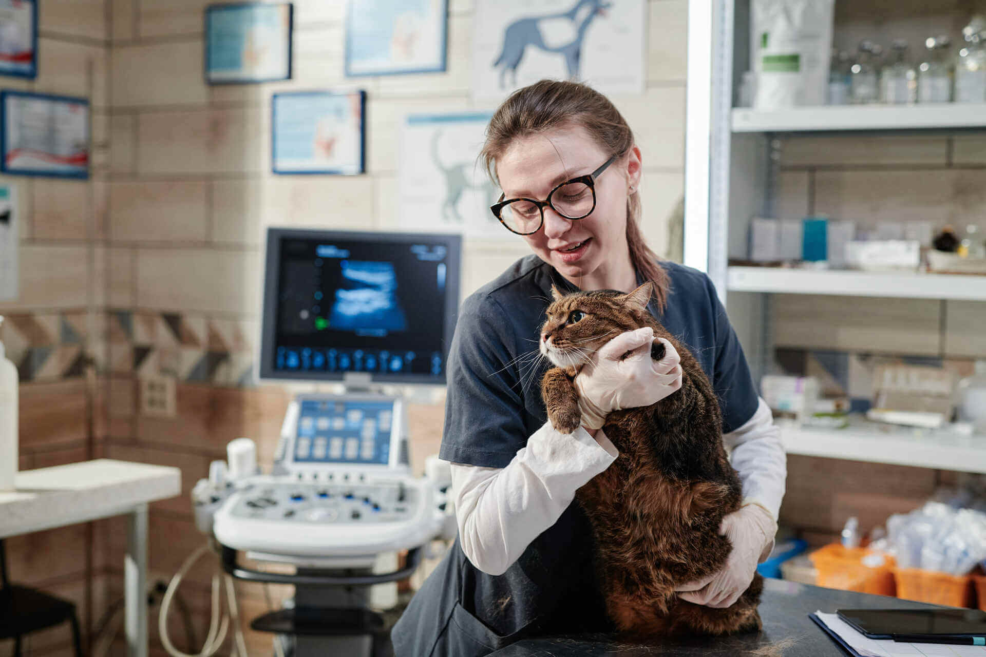 A vet caring for a cat at her clinic