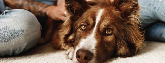 A dog sitting at the feet of its owner