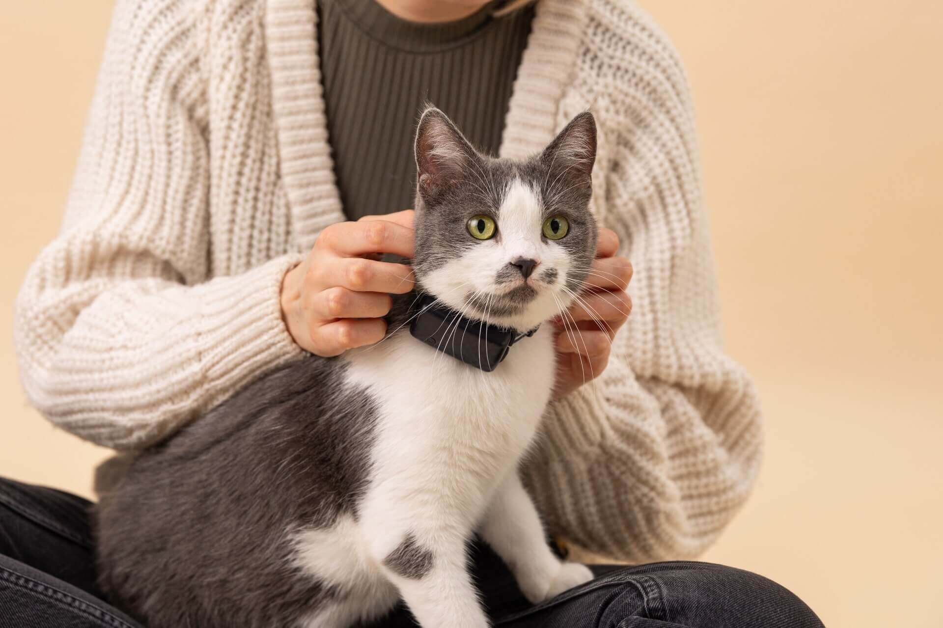 A cat wearing a GPS cat tracker