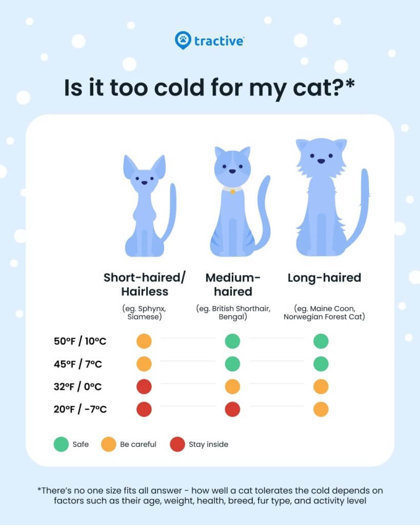 Infographie Tractive : Fait-il trop froid pour mon chat ?