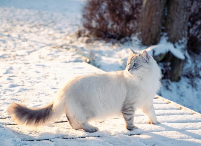 white cat outdoors in winter walking in snow