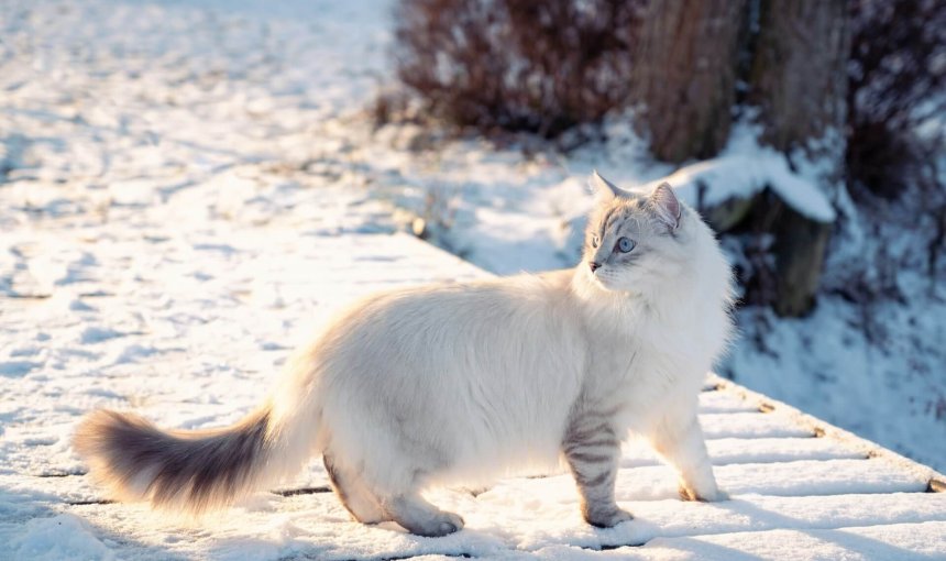 white cat outdoors in winter walking in snow