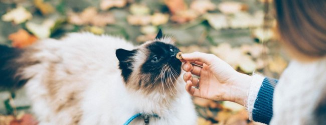 white and black cat sniffing food from a person