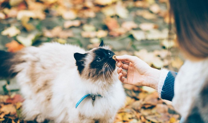 white and black cat sniffing food from a person