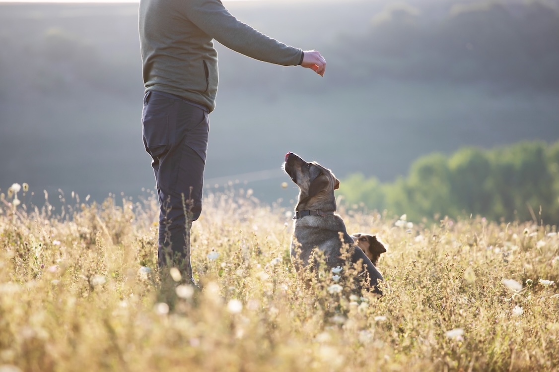 Mann trainiert seinen Hund in einem Feld