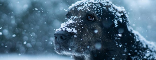 brown dog covered in snow