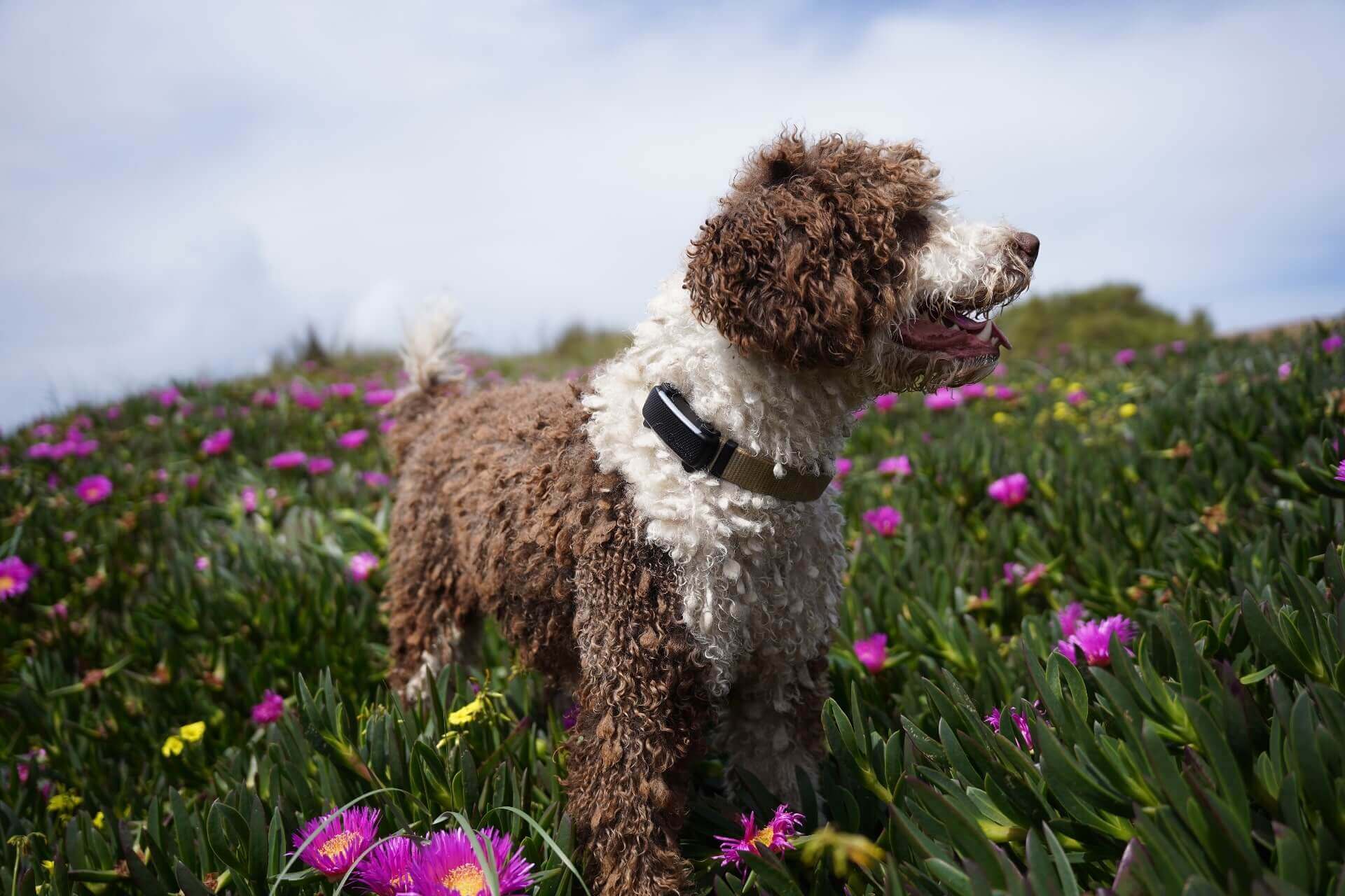 Hund in einem Feld trägt Tractive Dog 6