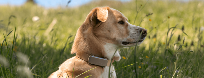 Labrador retriever sits in tall grass wearing Tractive GPS and Health tracker on collar