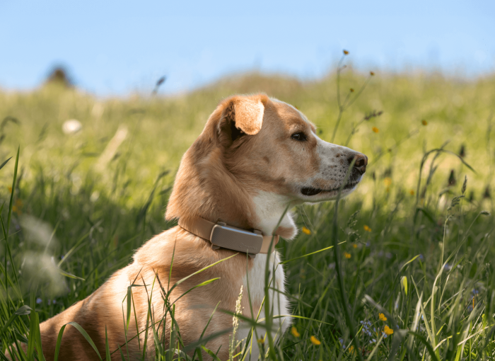 Labrador Retriever sitzt in hohem Gras mit dem Tractive GPS & Health Tracker am Halsband