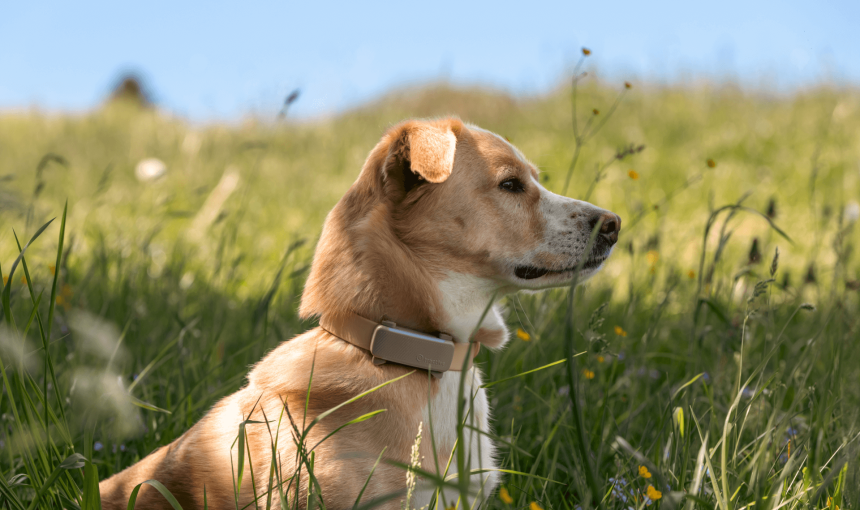 Labrador Retriever sitzt in hohem Gras mit dem Tractive GPS & Health Tracker am Halsband