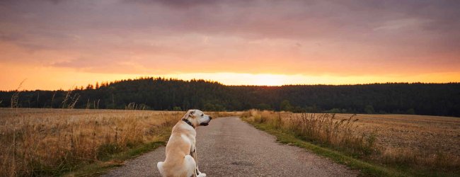 A lost dog sitting on a road in the countryside