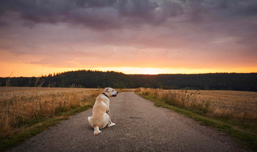 A lost dog sitting on a road in the countryside