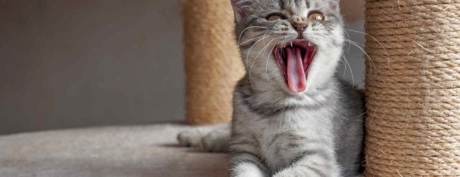 A yowling cat sitting by a scratching post