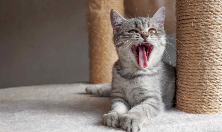 A yowling cat sitting by a scratching post