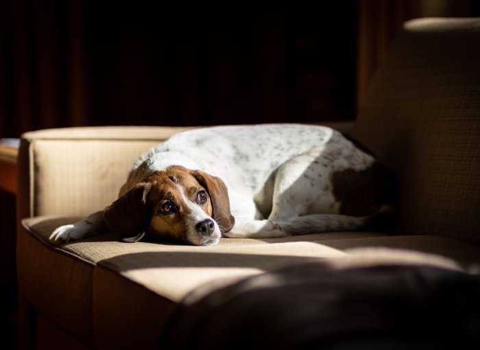 A dog sitting on a sofa at night