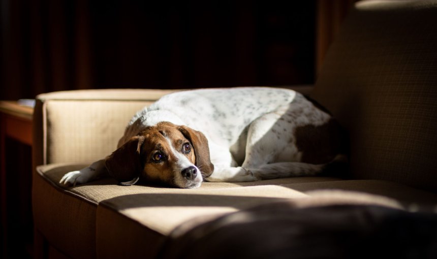 A dog sitting on a sofa at night