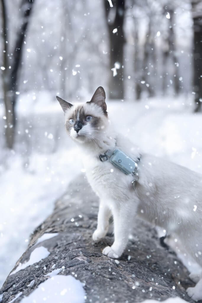 Katze im Schnee trägt Tractive Cat Mini