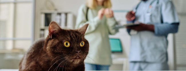 A vet explaining the most common cat diseases to a woman at a clinic