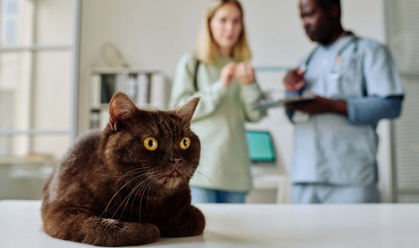 A vet explaining the most common cat diseases to a woman at a clinic