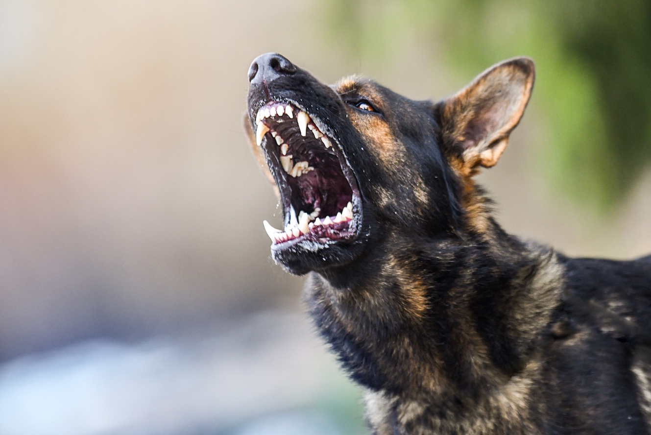 Deutscher Schäferhund bellt