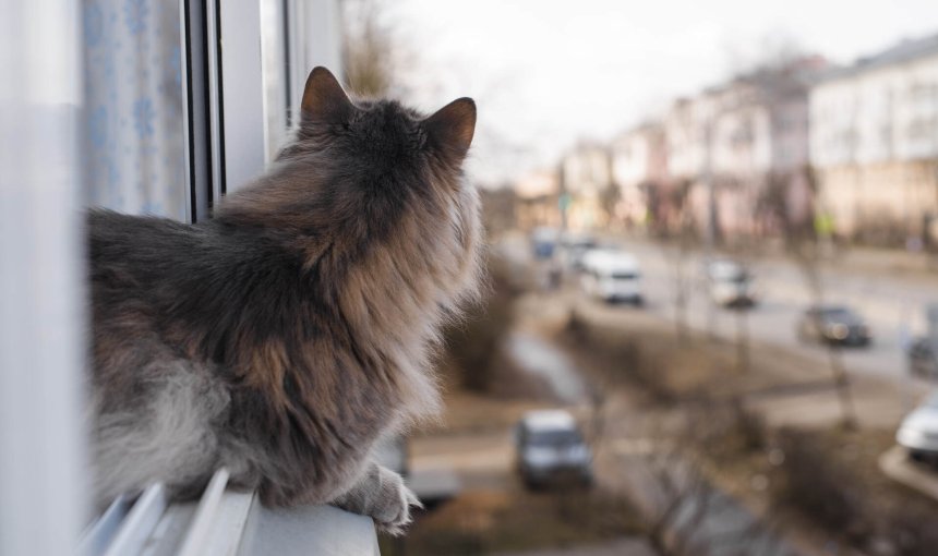 A cat looking out a window to the street