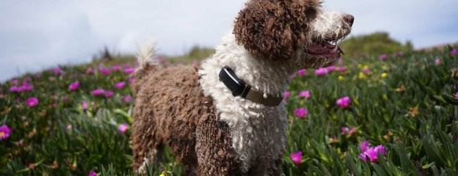 brown and white dog wearing a black tractive GPS tracker on collar standing outside in a field of purple flowers