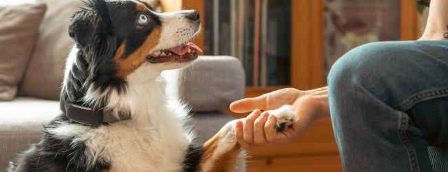 Besitzerin hält die Pfote ihres Hundes, der einen GPS Tracker trägt