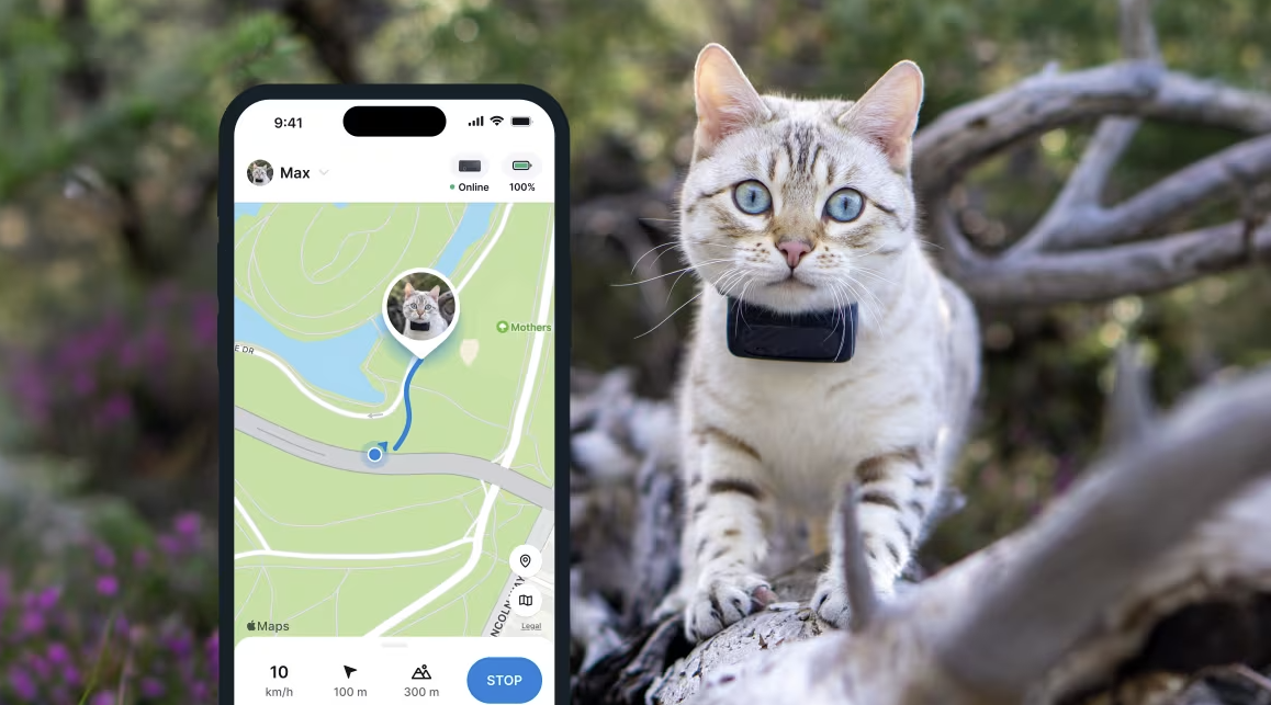 A cat wearing a Tractive GPS tracker with its LIVE tracking data