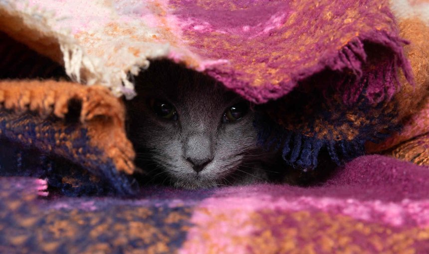 A sick cat hiding under a blanket