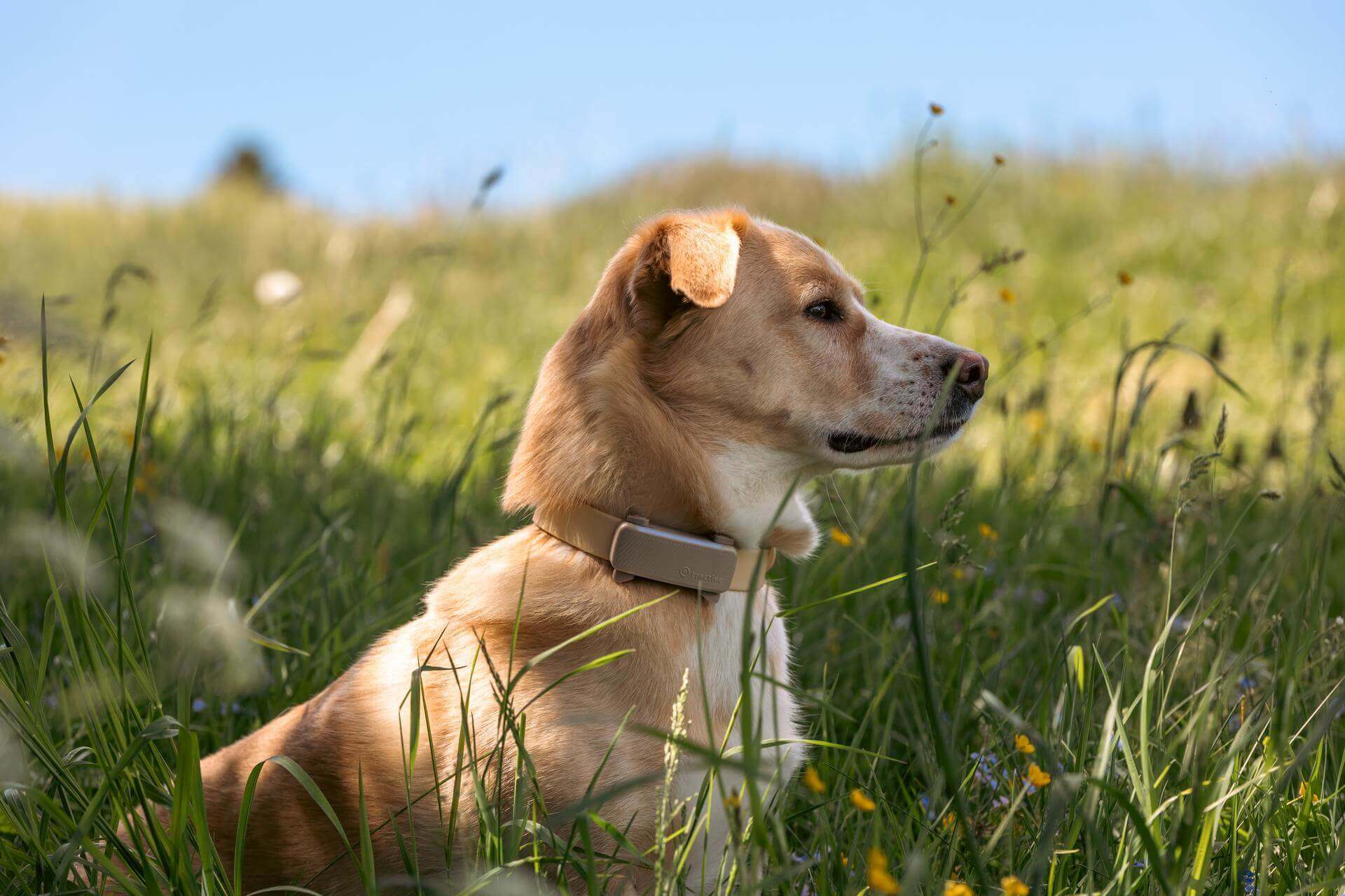 brown dog sitting in a field