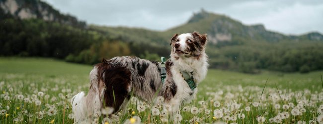 A beautiful dog standing outside in a field of dandelions